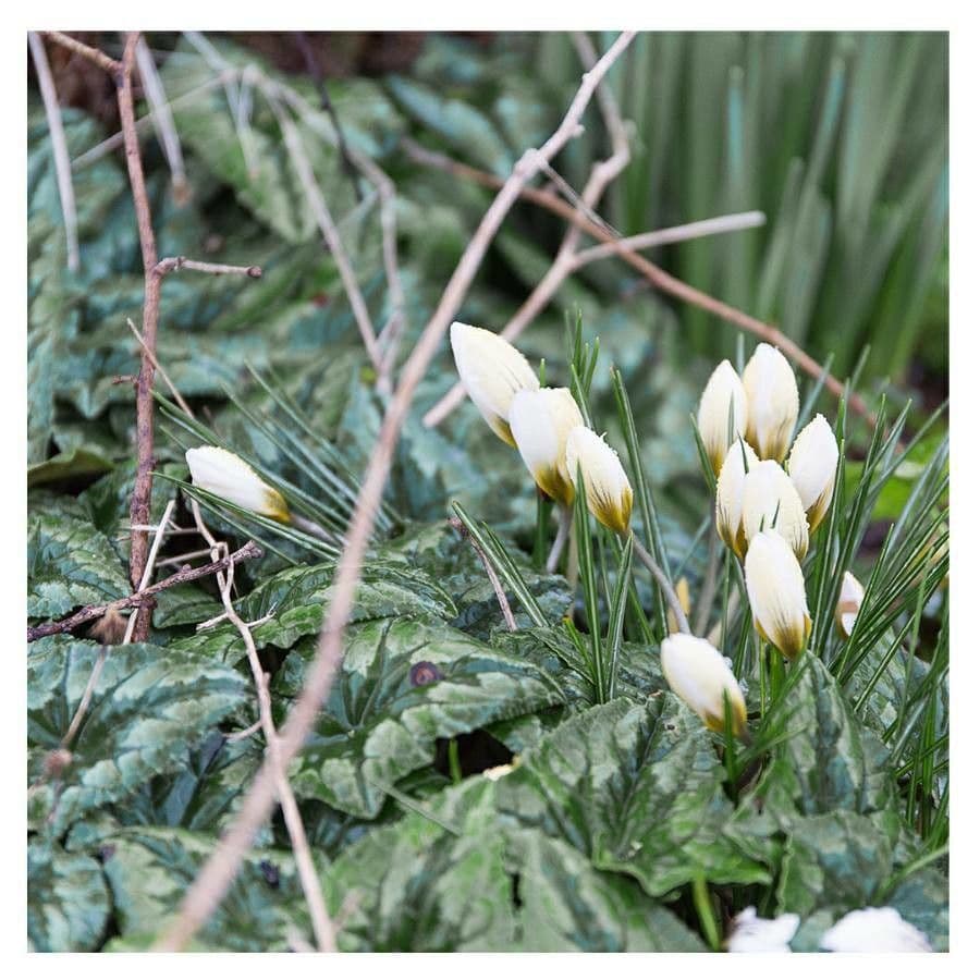 Goldkrokus 9