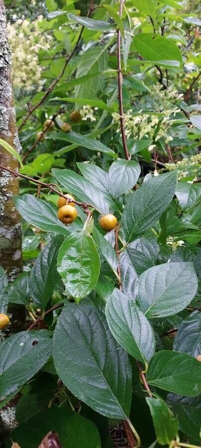 Rhamnus prinoides 2