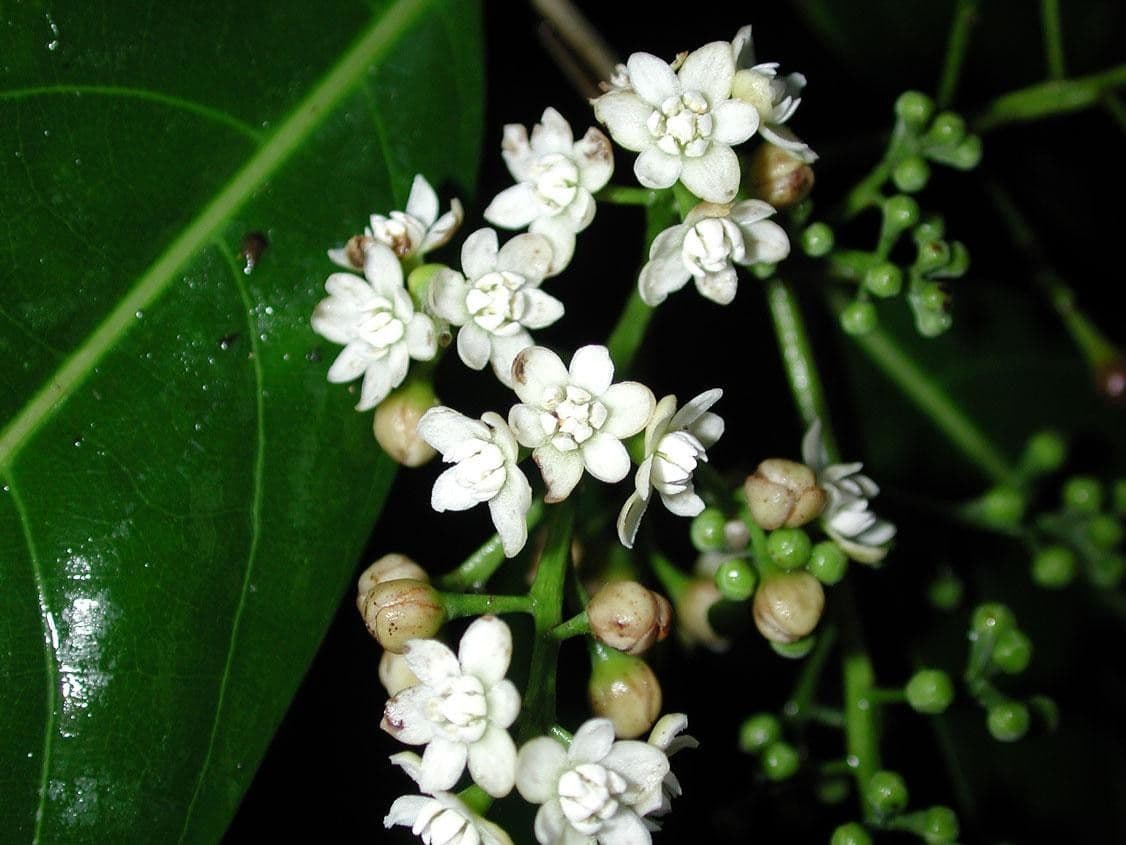 Mespilodaphne macrophylla 9