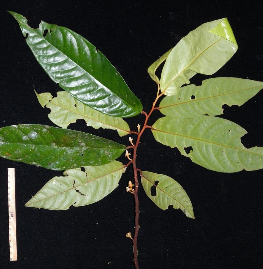 Dickblättrige Anaxagorea 15