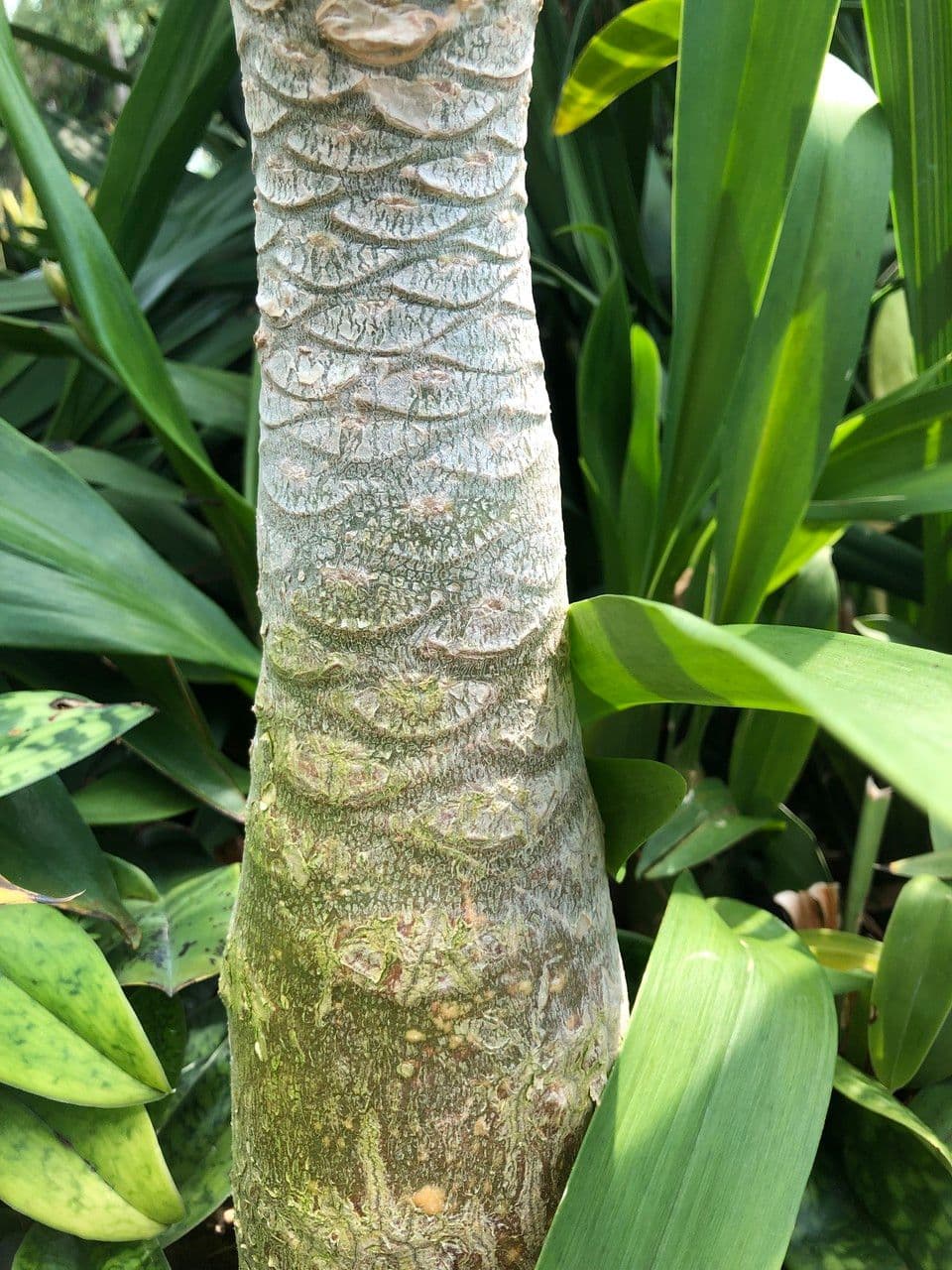 ʻŌlulu 22