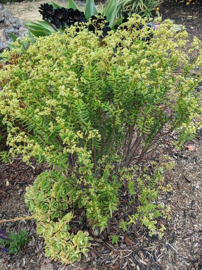 Crassula tetragona 2