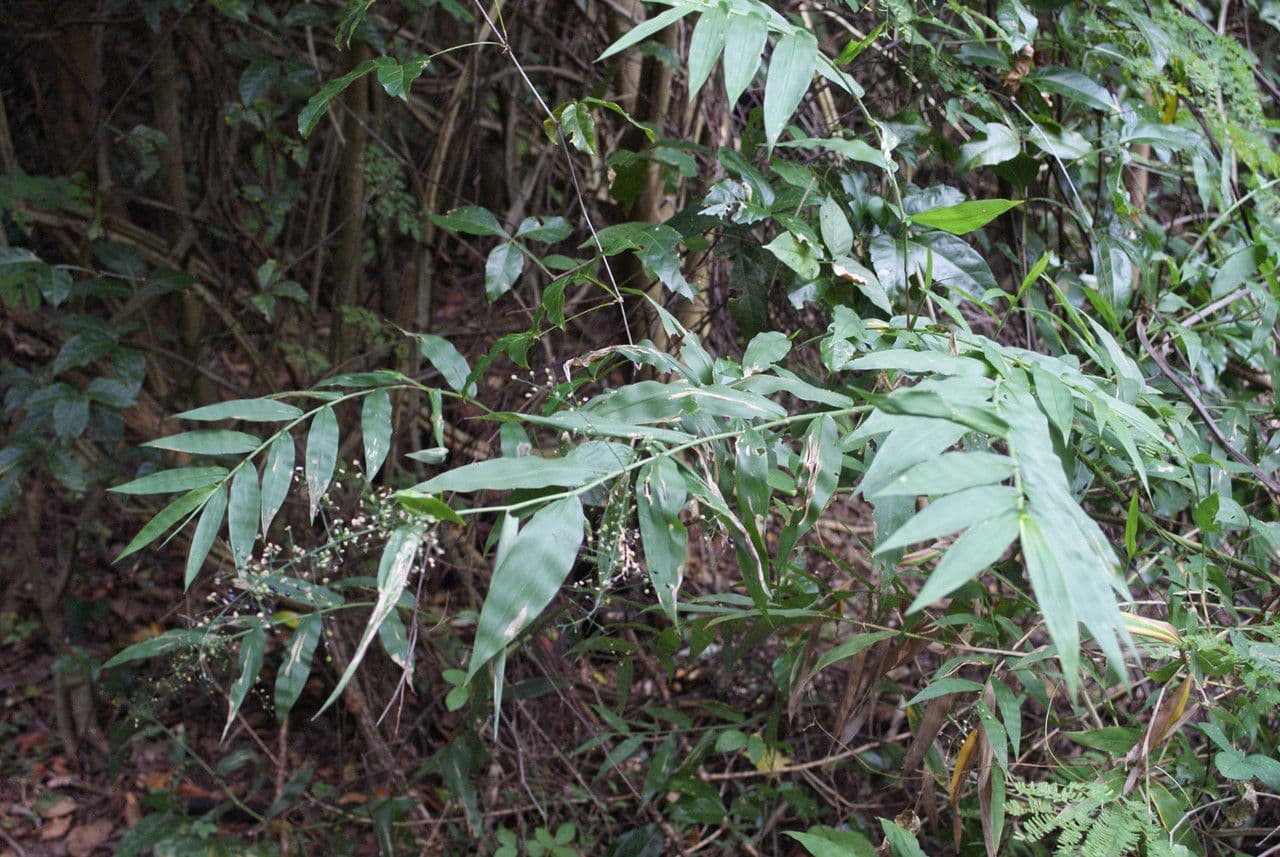 Lasiacis maculata 9