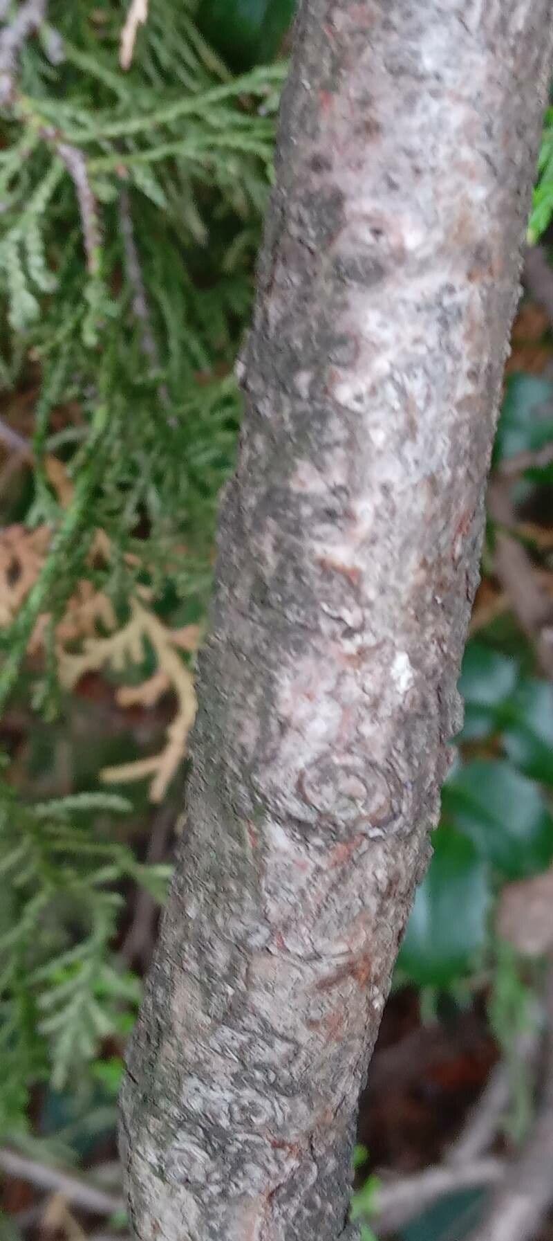 Arborvitae oriental 24
