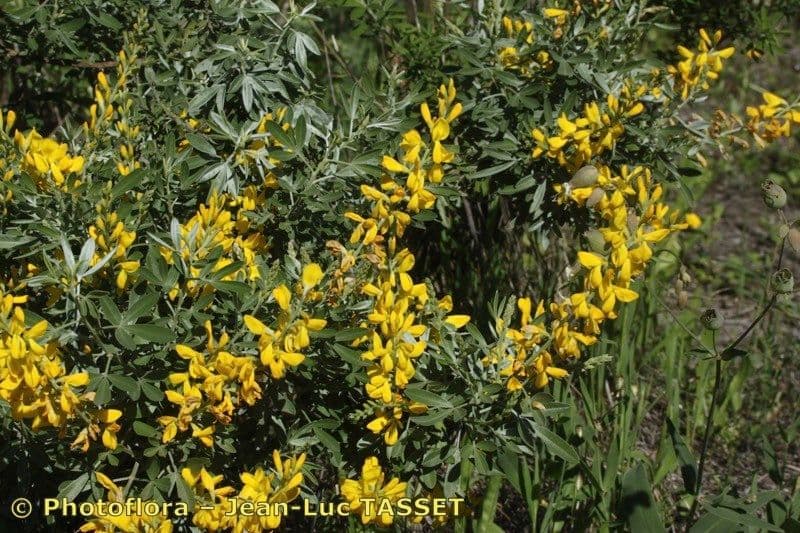 Genista z Madeiry 16