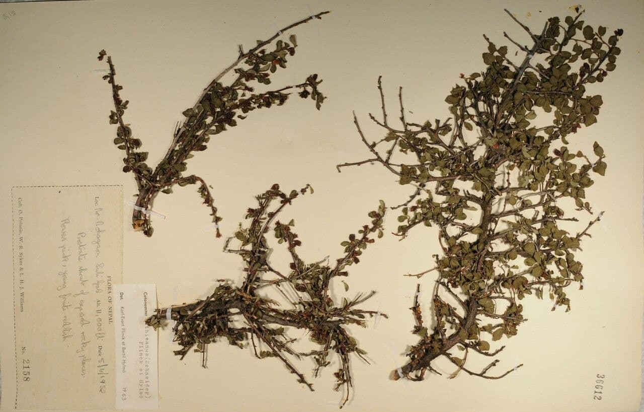 Cotoneaster 14