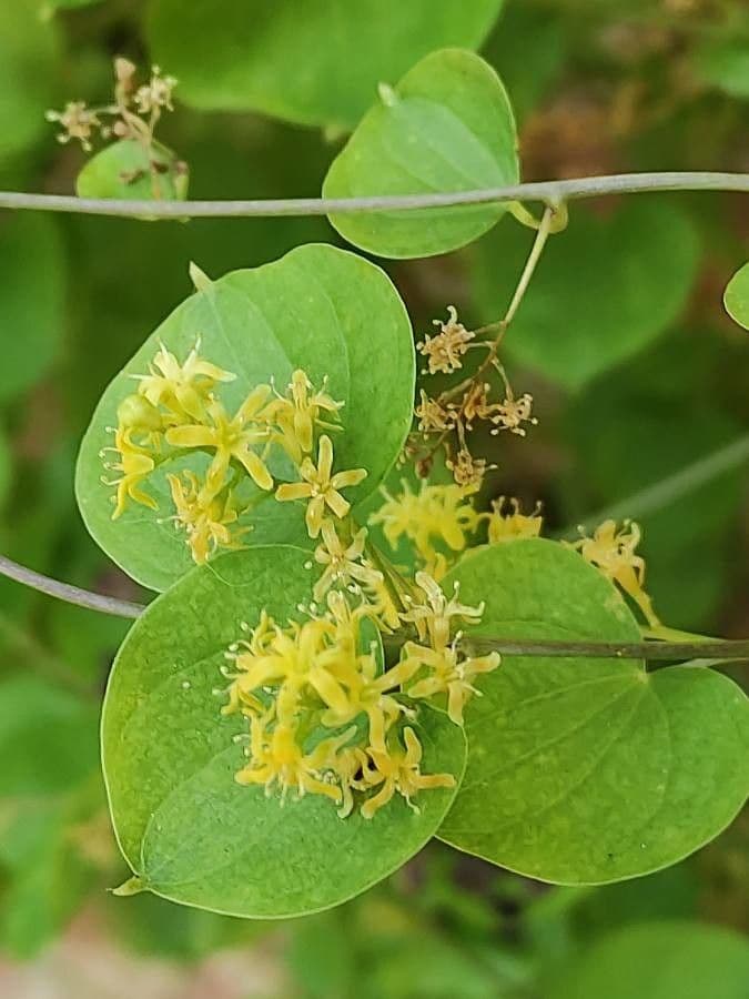 Dioscorea 4