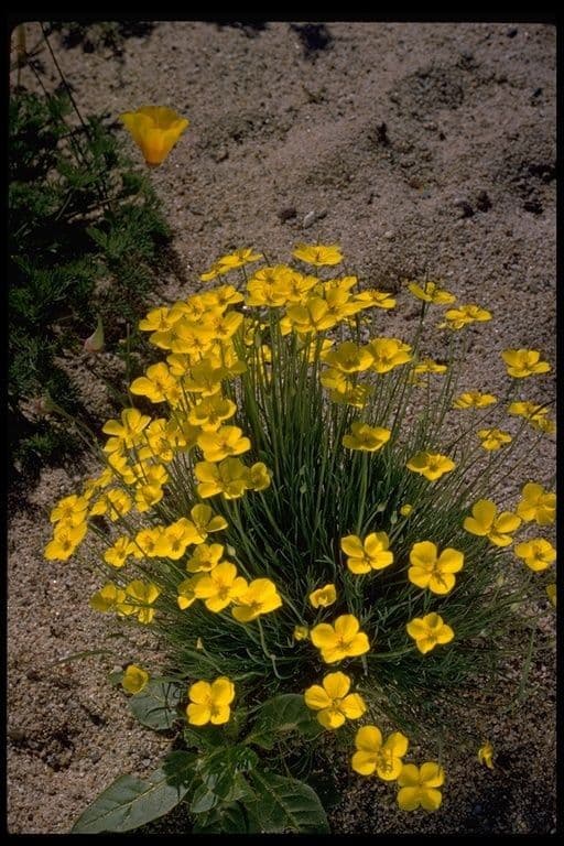 Eschscholzia 10