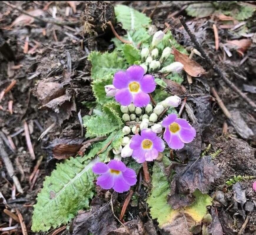 Primula