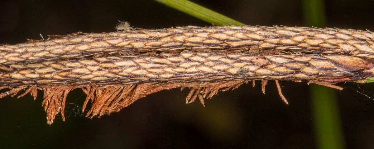 Carex hispida 4