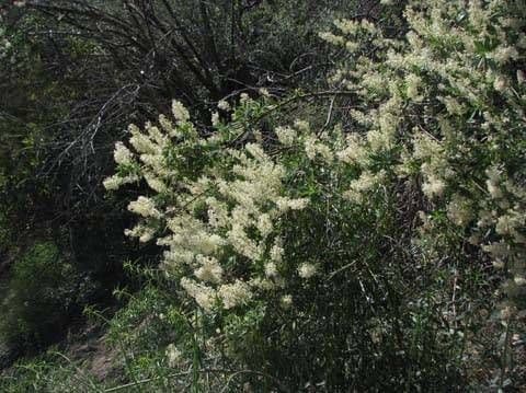 Ceanothus Palmerův