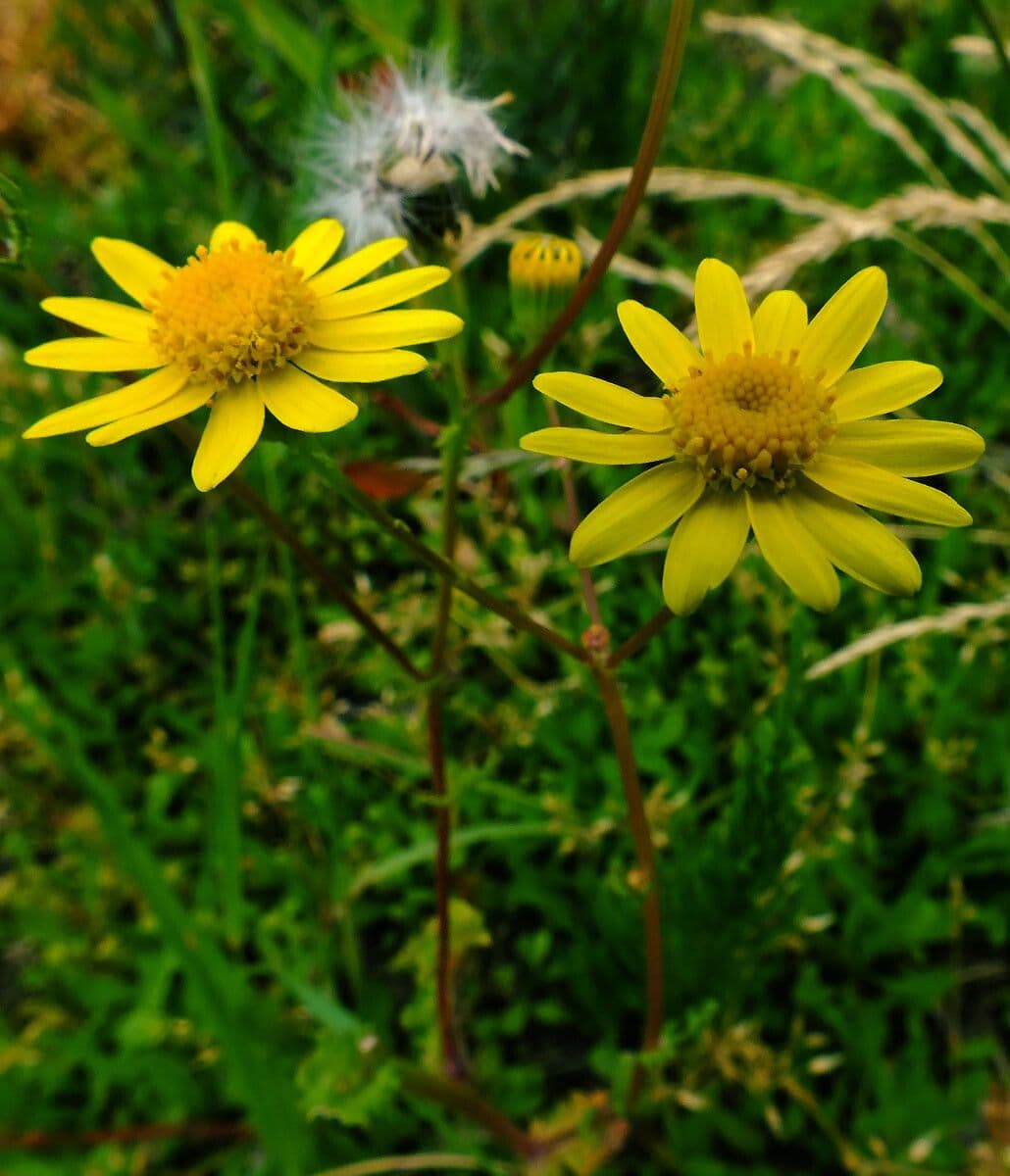 Senecio glauco 5