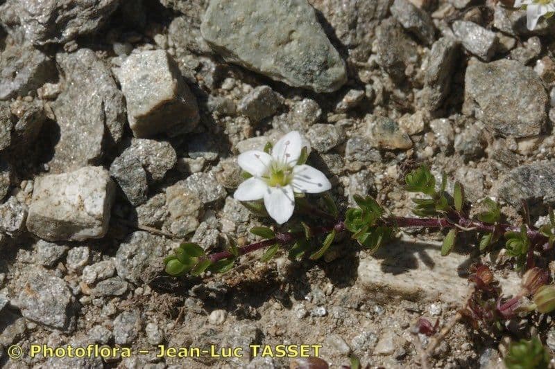 Arenaria biflora 20