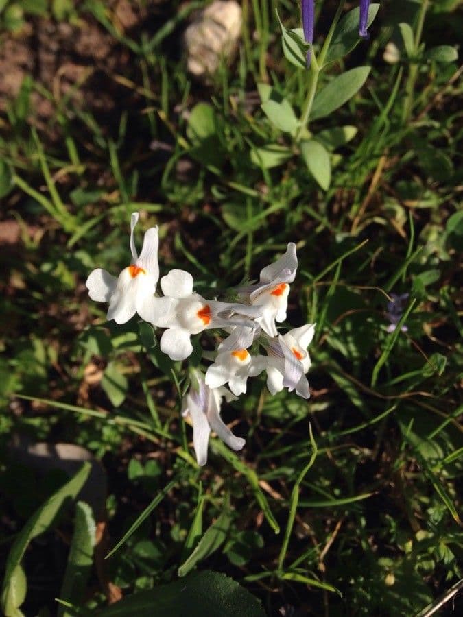 Linaria triphylla 4