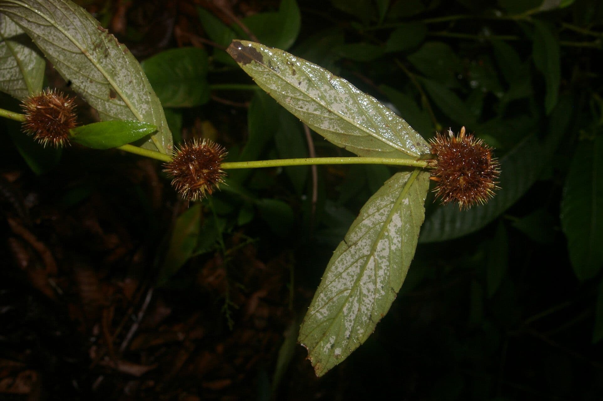 Spiracantha
