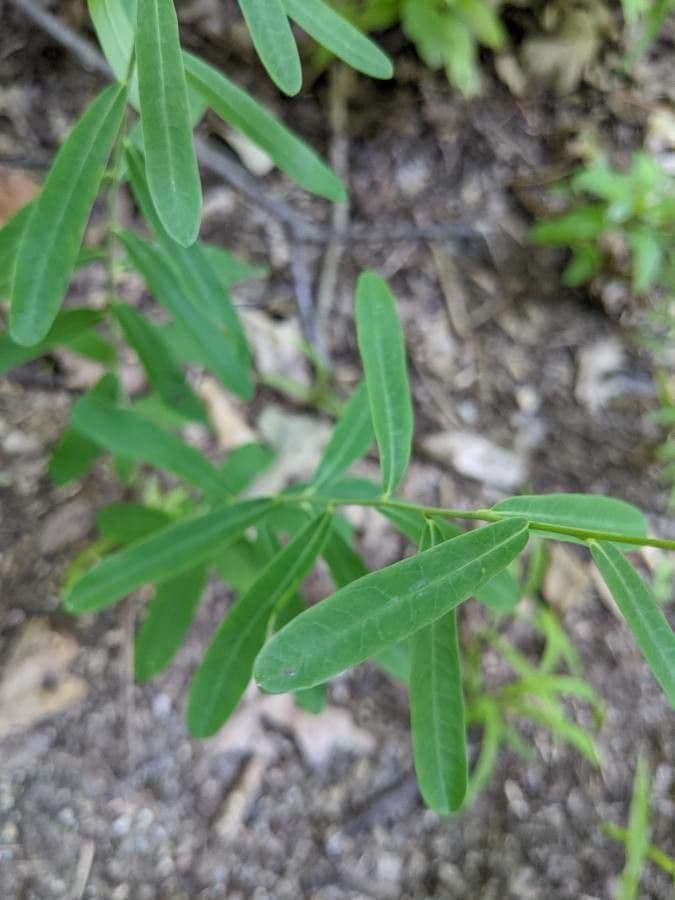 Euforbia corolla 14