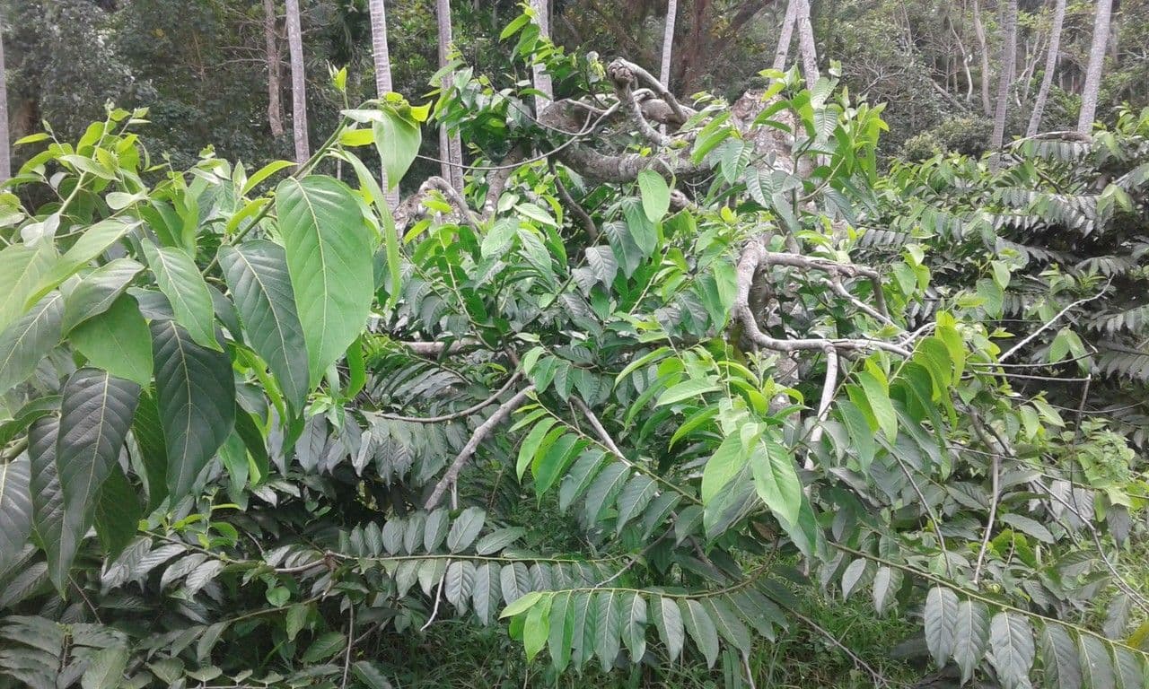 Ylang-ylang 12