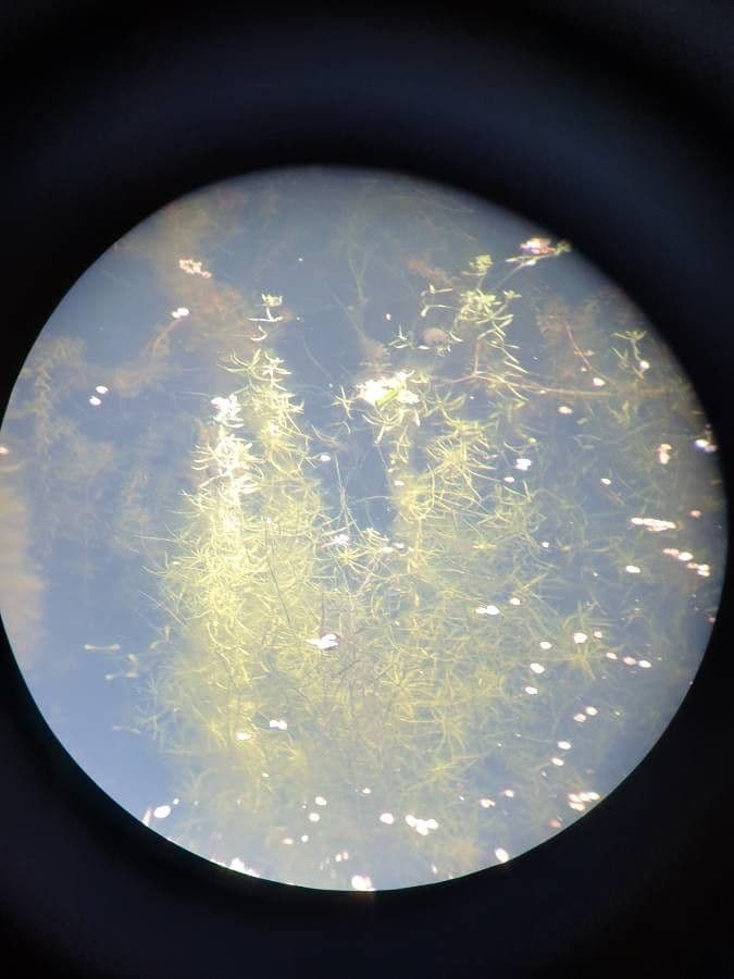 Brasca minima 11