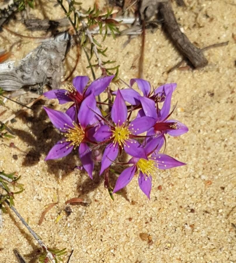 Calytrix leschenaultii 2