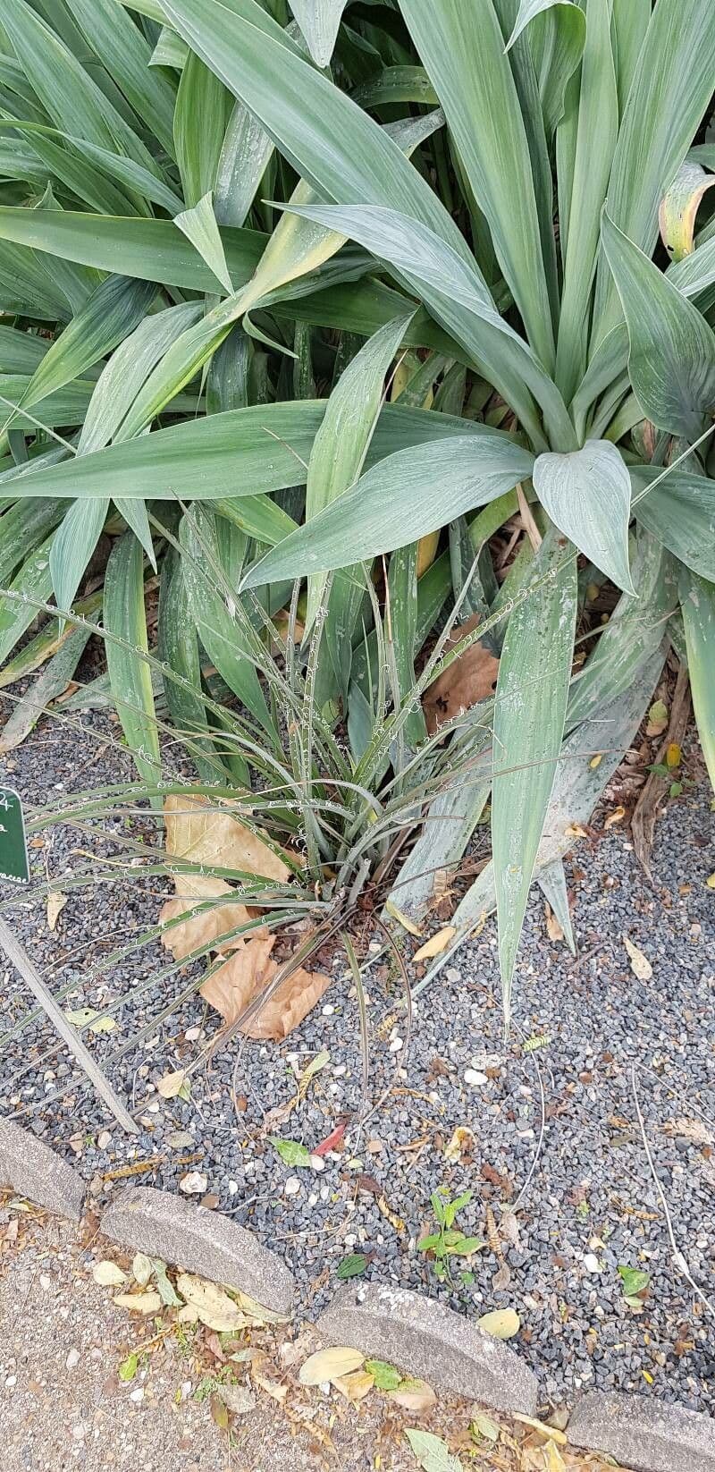 Hesperaloe 15