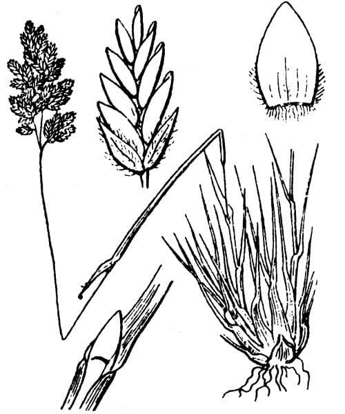 Poa