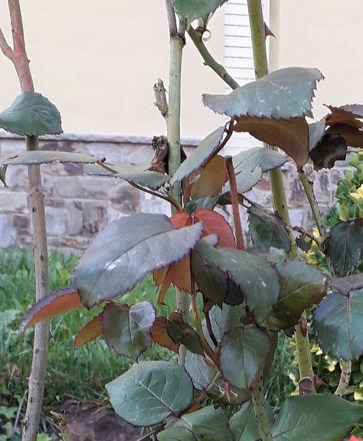 Rosa 20
