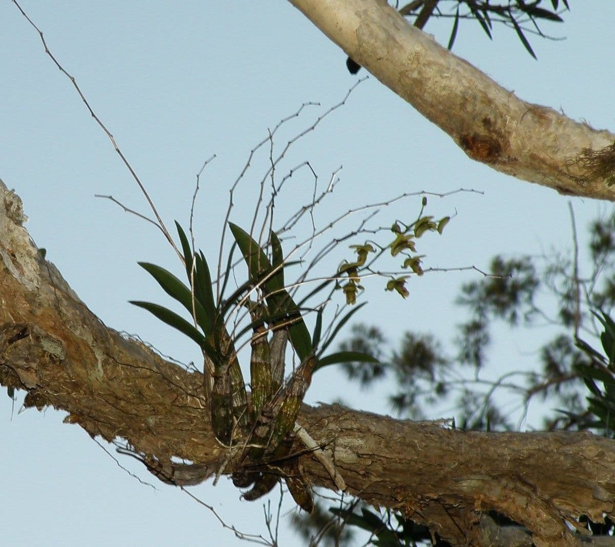Dendrobium 10