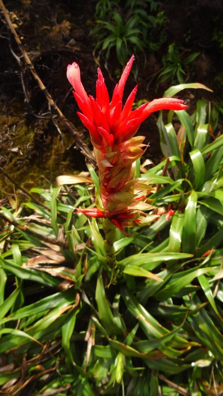 Pitcairnia 5