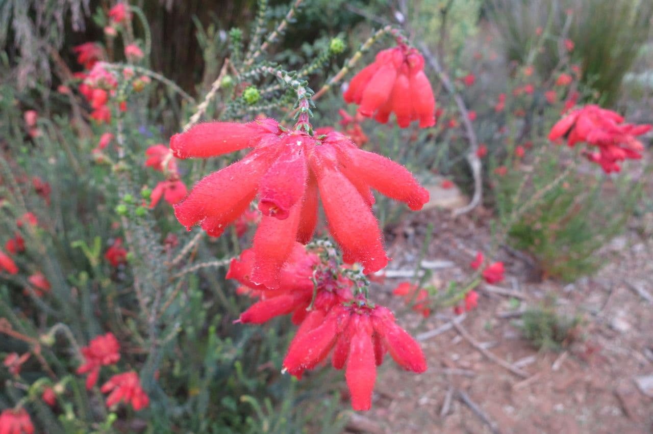 Wrzos cerintoides 4