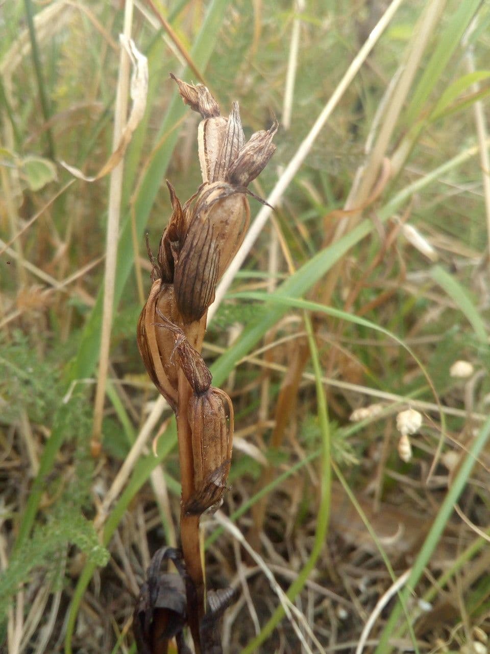Serapias parviflora 5