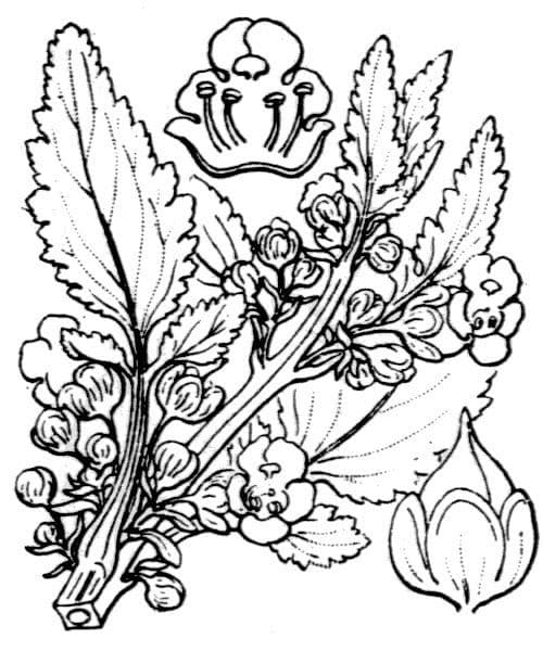 Scrophularia 20