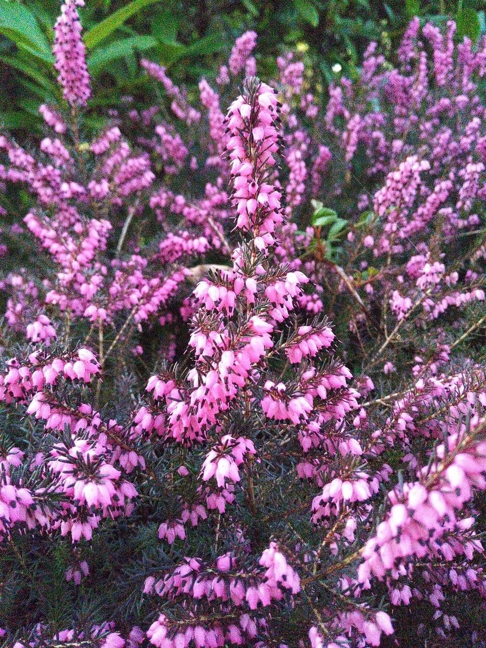 Erica herbacea 7