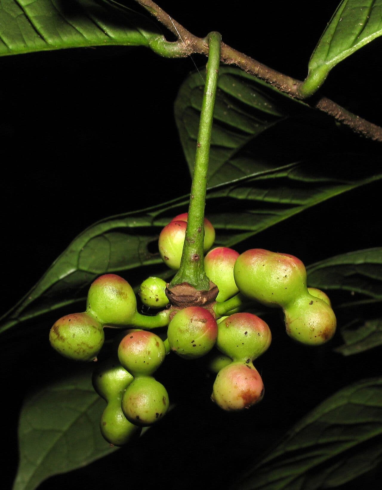 Cymbopetalum 3