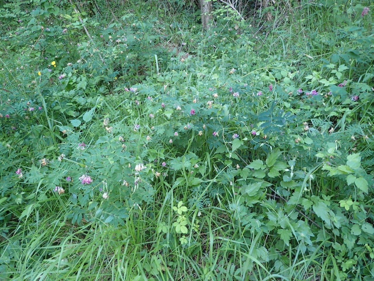Cicerchia nera 13