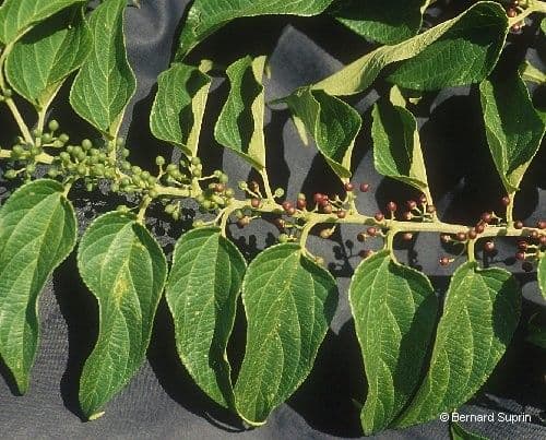 Trema canapa 7
