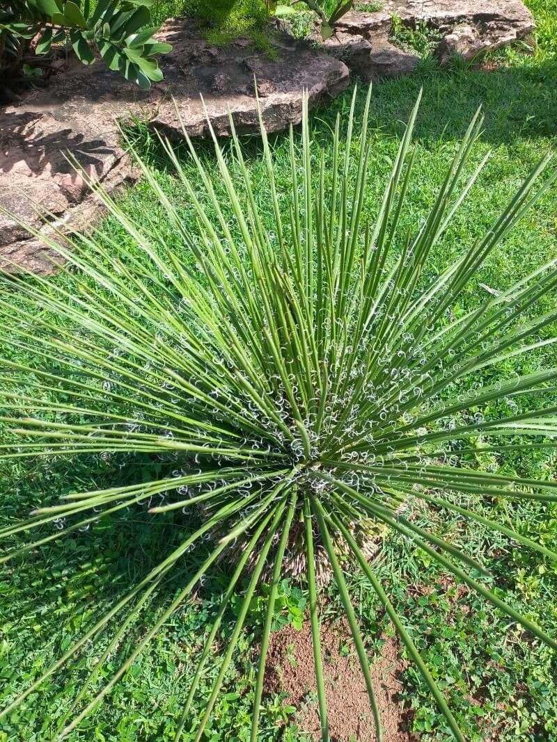 Schmalblättrige Yucca 14