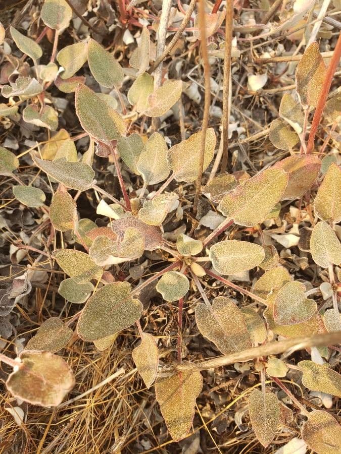 Eriogonum 15