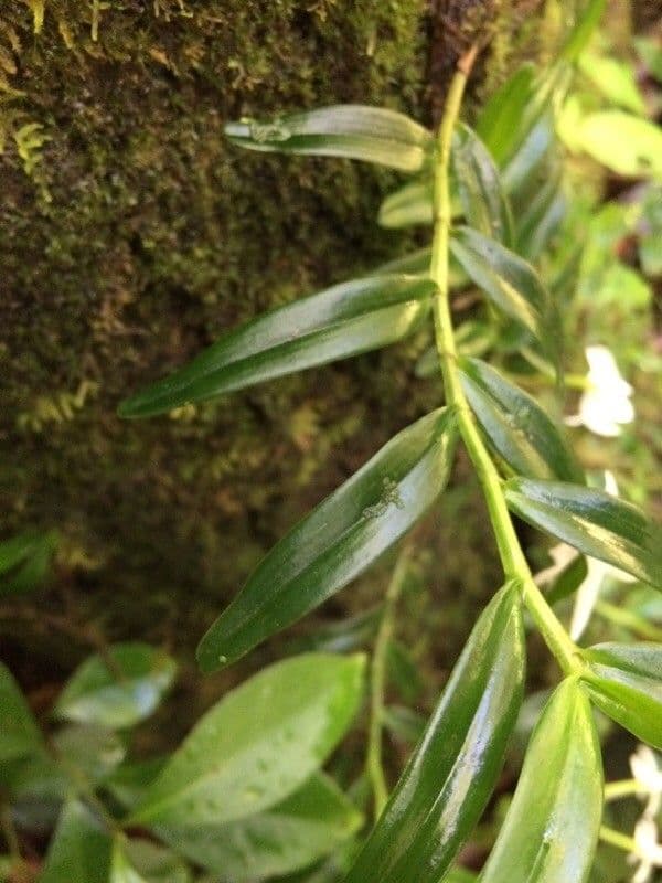Angraecum 15