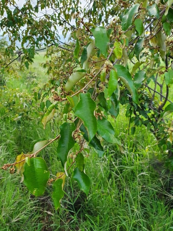 Croton dicogamo 17