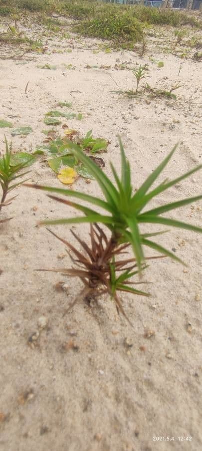 Cyperus pedunculatus 3