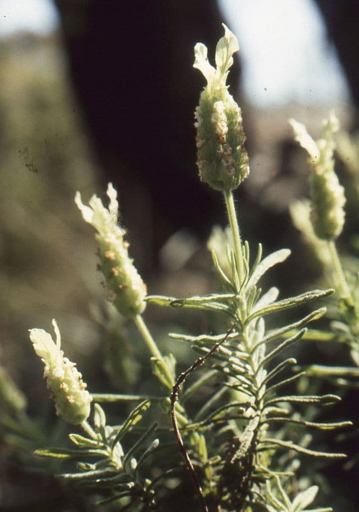 Lavanda verde 18