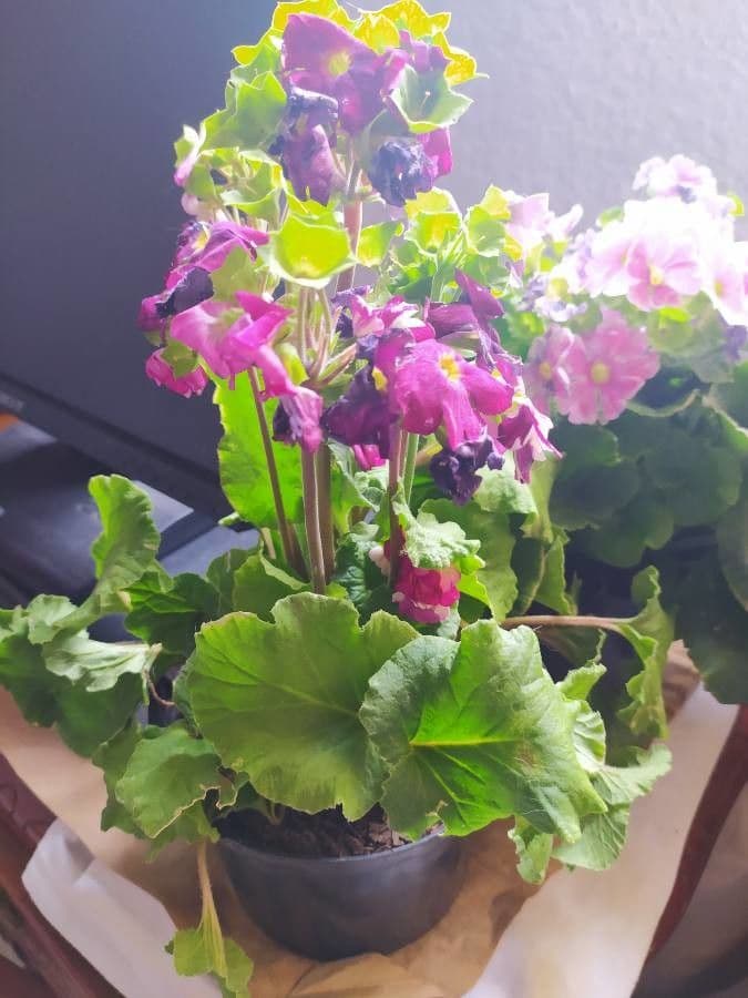 Primula 7