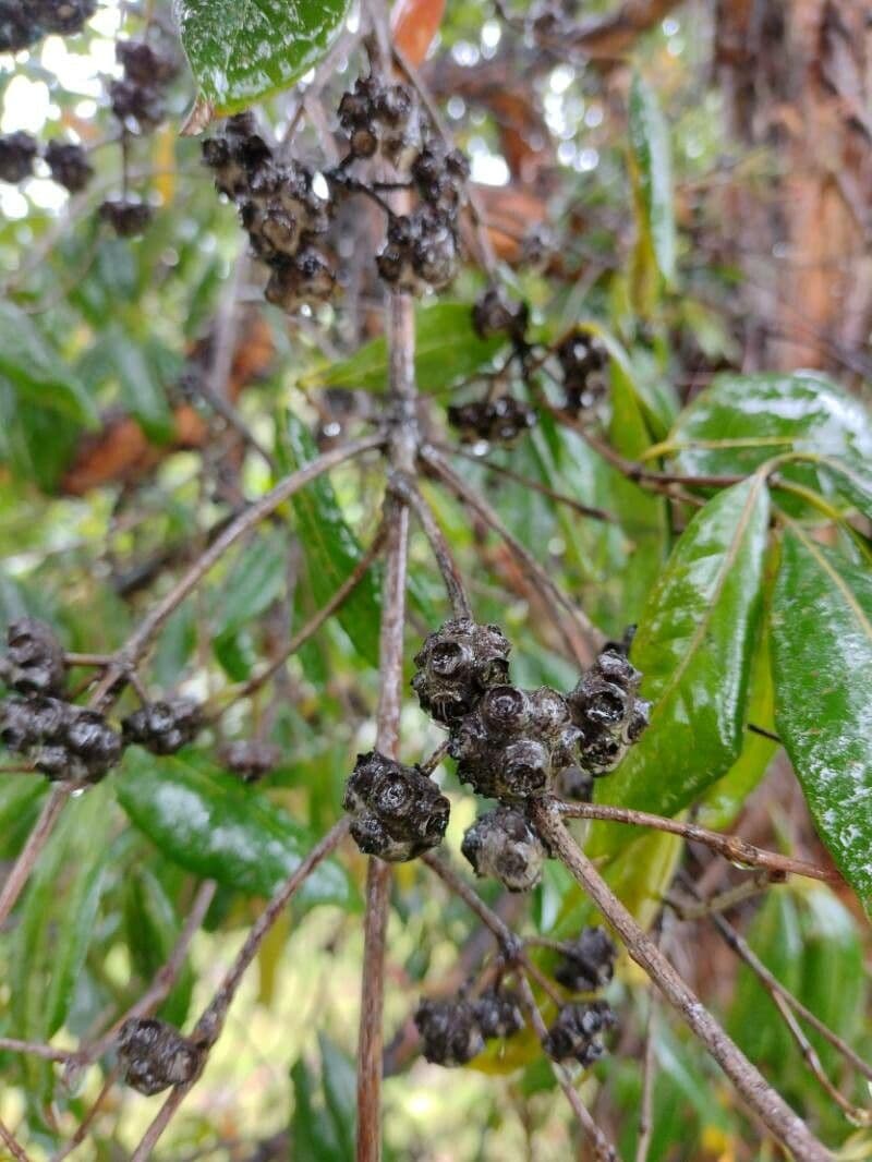 Syncarpia glomulifera 2