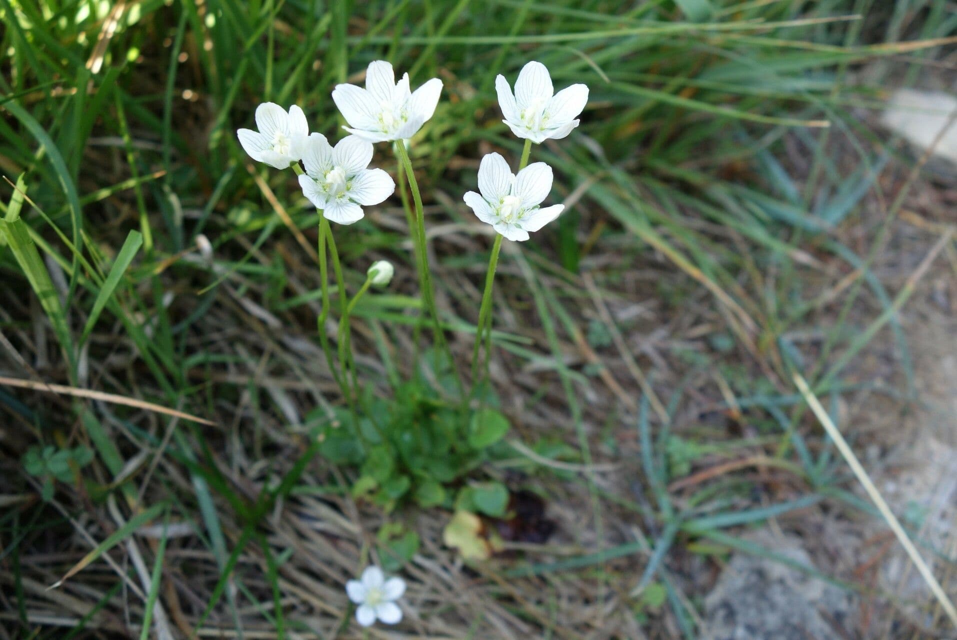 Parnassia 13