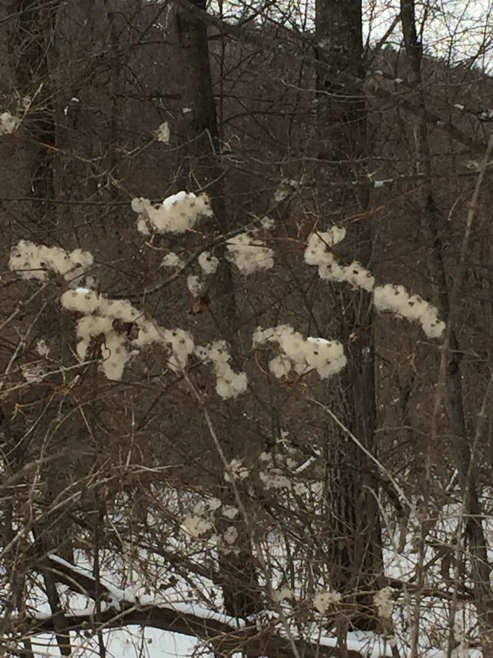 Clematide virginiana 21