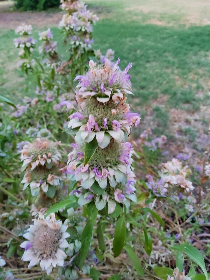 Monarde citronnée 5