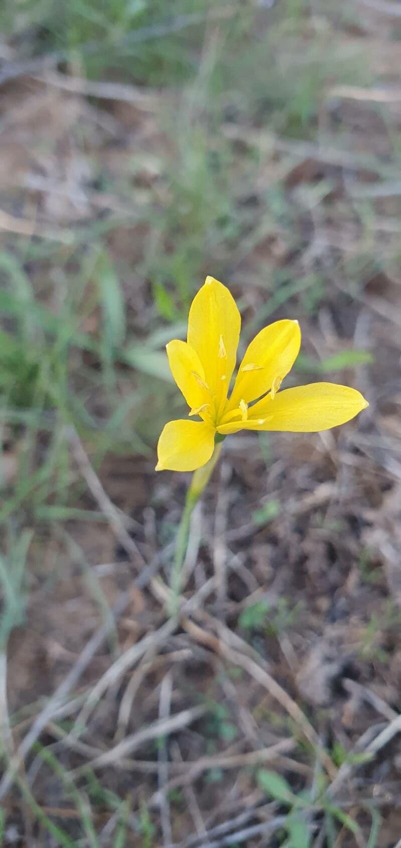 Narciso 4