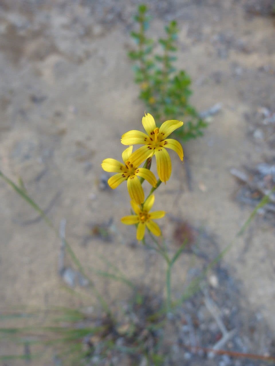 Sisyrinchium 6