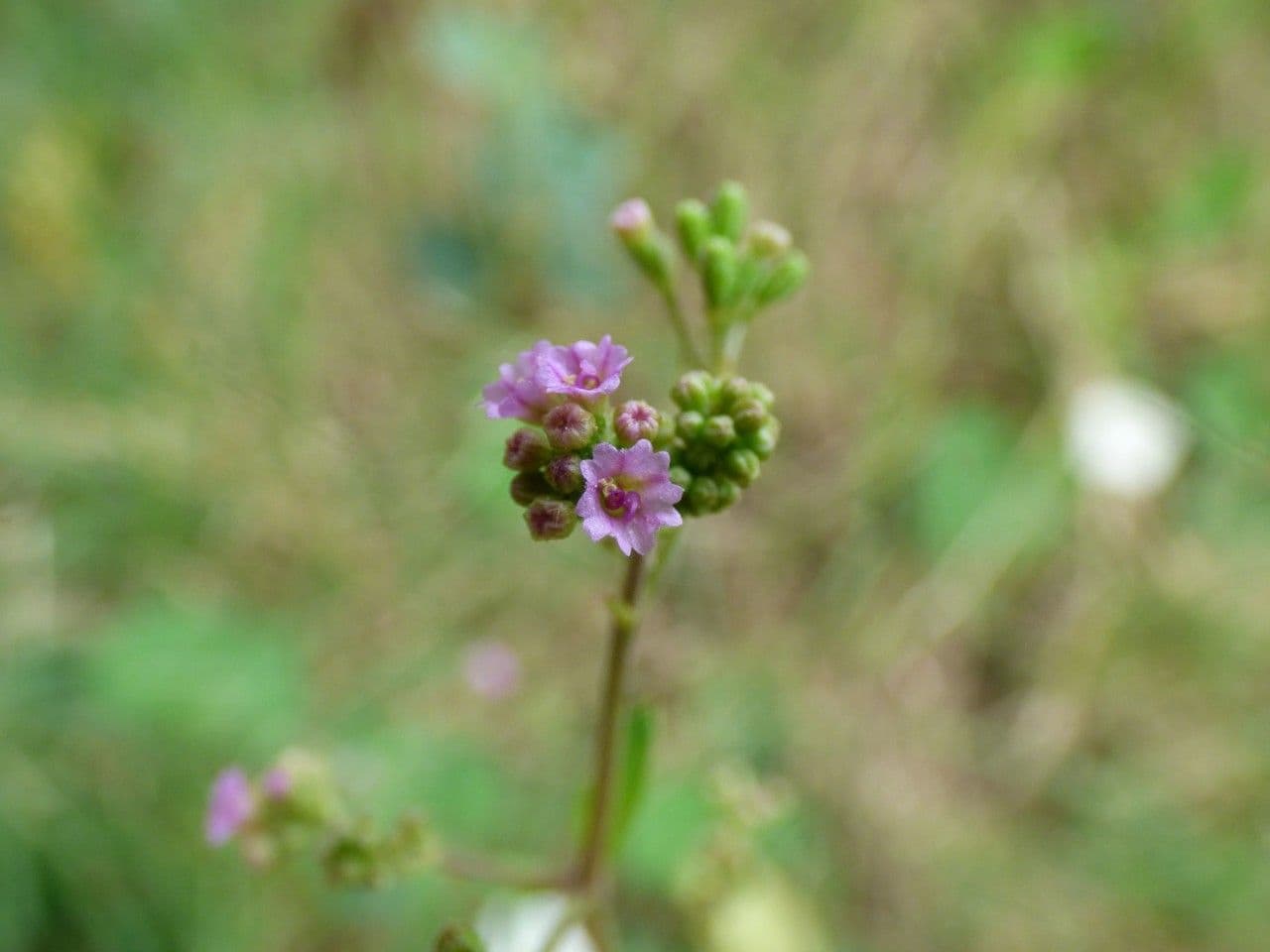 Boerhavia diffusa 11