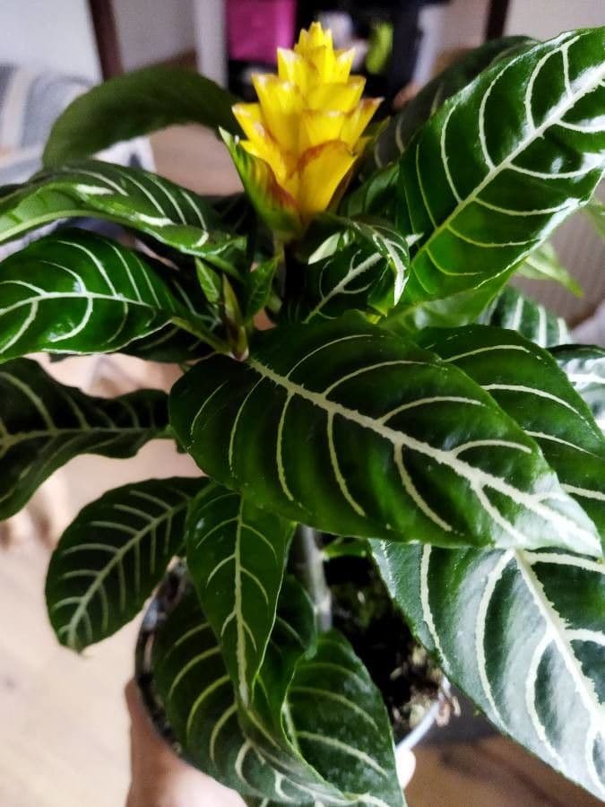 Aphelandra 24
